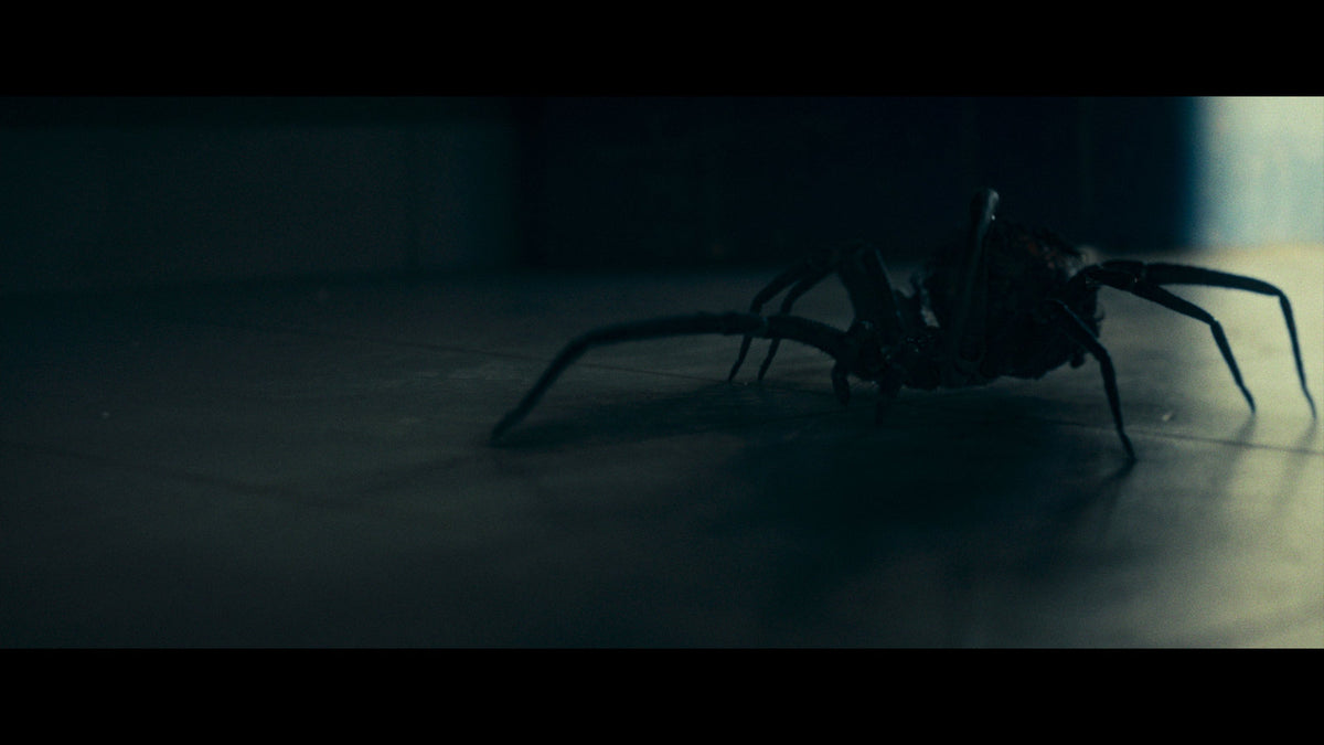 Crawlers - Im Netz der Spinnen